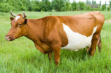 Image showing a red steppe cow stands on the field