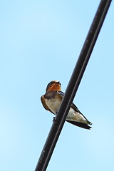 Image showing barn swallow standing on an electric cable