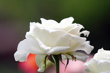 Image showing beautiful white rose in bloom