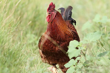 Image showing big brown rooster