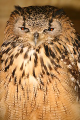 Image showing Eagle Owl