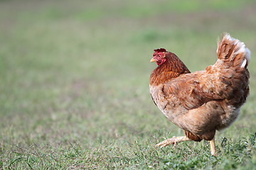 Image showing colorful hen walking in the farmyard