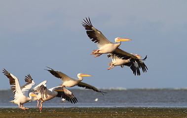 Image showing group of pelicans taking flight