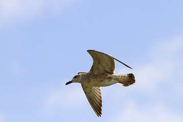 Image showing juvenile larus argentatus