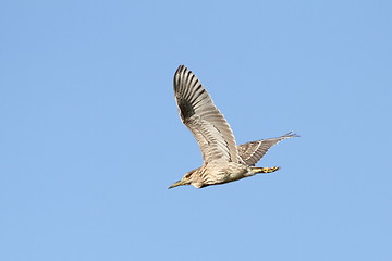 Image showing juvenile nycticorax nycticorax