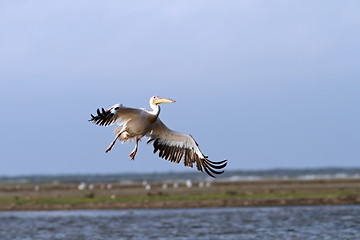 Image showing pelecanus onocrotalus in flight