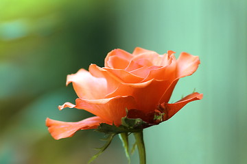 Image showing red rose detail over green background