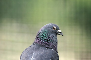 Image showing shy pigeon portrait