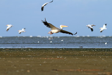 Image showing white pelicans flying over the sea