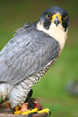 Image showing Peregrine Falcon