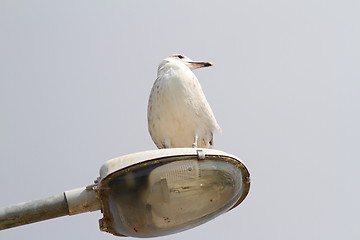 Image showing larus argentatus on an electric pile