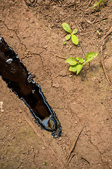 Image showing Oil contaminating the soil