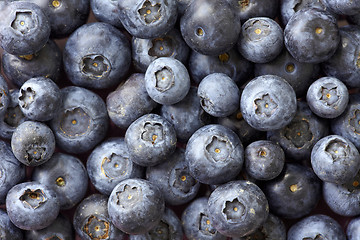 Image showing blueberries background