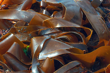 Image showing Giant Seaweed Kimmeridge Dorset