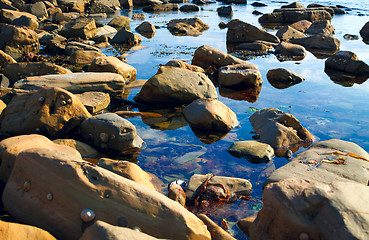 Image showing Seashore Barnacles