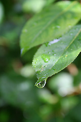 Image showing Raindrop