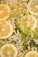 Image showing Elderflower and lemon