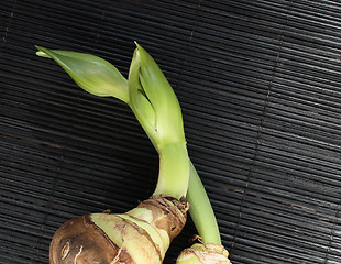 Image showing two sprouting amaryllis bulbs