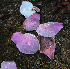 Image showing saucer magnolia petals on moss
