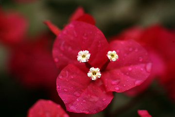 Image showing Bougainvillea macro