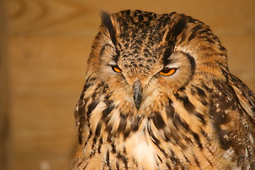 Image showing Bengal Bengle Eagle Owl