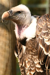 Image showing Griffon Vulture