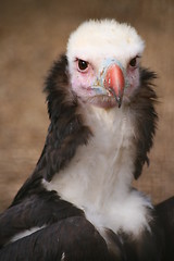 Image showing Griffon Vulture