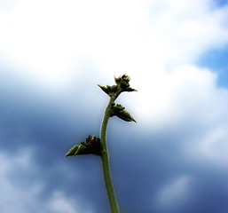 Image showing New Growth