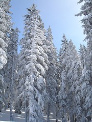 Image showing Trees on snowcovered landscape