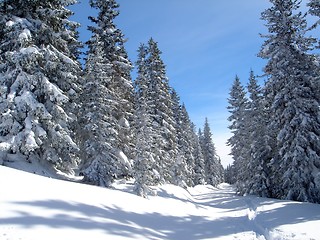 Image showing Trees on snowcovered landscape