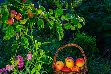 Image showing Apples in a garden