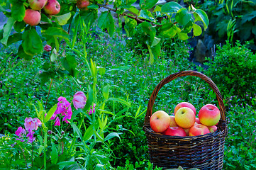 Image showing Apples in a garden