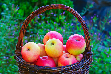 Image showing Apples in a basket