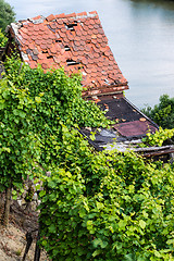 Image showing Vineyards in Stuttgart