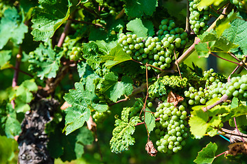 Image showing Grapes in a wine yard