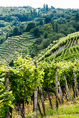 Image showing Vineyards in Stuttgart