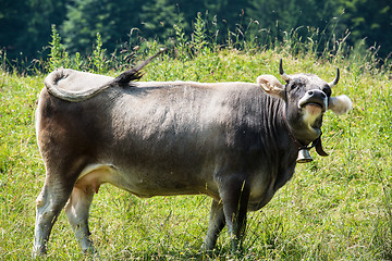 Image showing Dark Cow