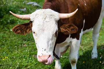 Image showing Brown Cow´s Head