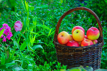 Image showing Apples in a basket