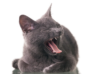 Image showing Chatreaux Kitten Yawning