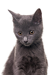 Image showing Chatreaux Kitten