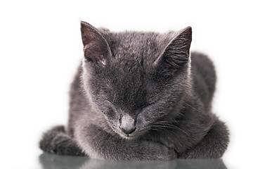 Image showing Chatreaux Kitten Sleeping