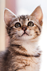 Image showing Kitten