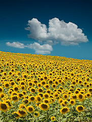 Image showing Sunflower Field