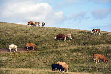 Image showing Cows