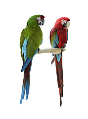 Image showing Colorful  Macaw Parrots