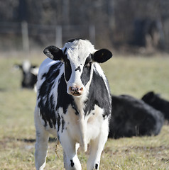 Image showing Calves On The Field 