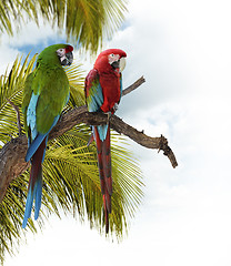 Image showing Colorful  Macaw Parrots