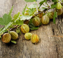 Image showing Gooseberries 