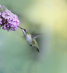 Image showing Ruby Throated Hummingbird 